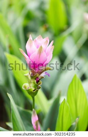 Curcuma alismatifolia or Siam tulip or Summer tulip in the garden nature Thailand.