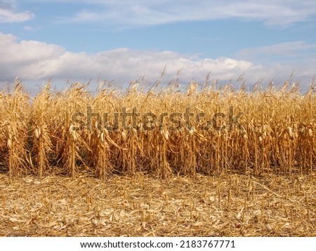 Similar – Foto Bild Braune Streifen von trockenen Palmblattteilen. Abstrakter Hintergrund