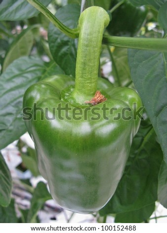 A green paprika fruit in a hot house