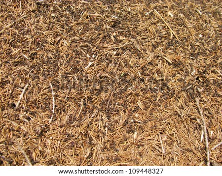 An ant hill is a pile of earth sand and pine needles in the forest