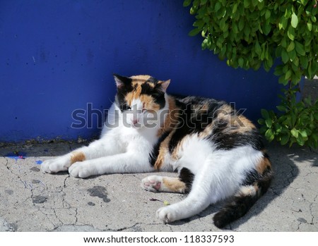 A resting calico cat opposite a blue wall