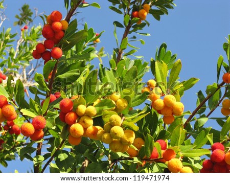 A strawberry tree (arbutus unedo) an evergreen with mature fruits