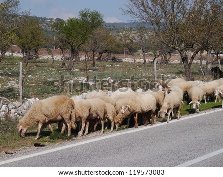 A crowd of sheep on a road in Gargano in Apulia in Italy
