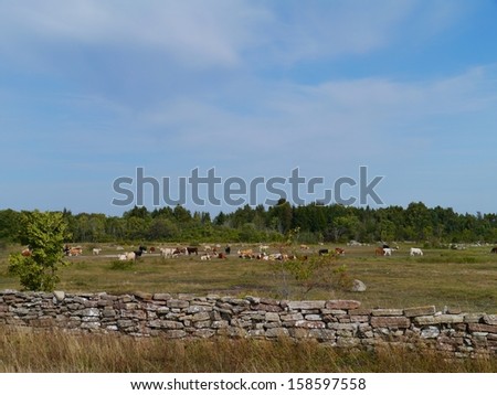 Cows on the fields of the island Oeland in the Baltic sea of Sweden with a dry stone wall in front