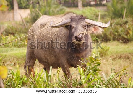An alert water buffalo