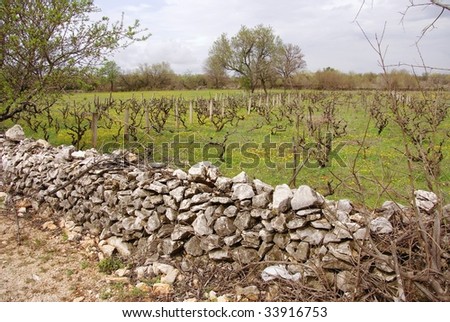 A vineyard with a dry stones hedge in springtime in Croatia