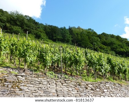 A wine vineyard in Bernkastel Kues in Rhineland-Palotinate in Germany