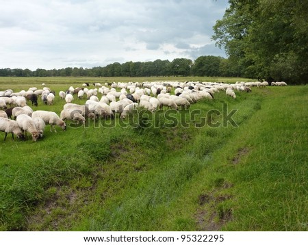 A crowd of sheep in the fields of a national park in the northern part of the Netherlands