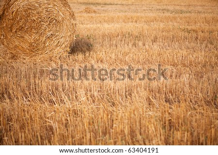 Roll of hay in the fall field