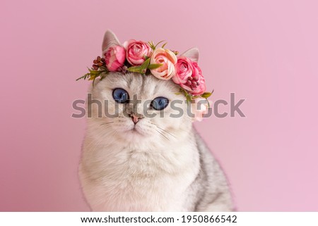 Similar – Image, Stock Photo Cat in a flower meadow