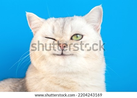 Similar – Image, Stock Photo funny portrait of a 4 weeks old Maine Coon kitten with outstretched tongue