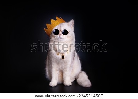 Similar – Image, Stock Photo The Boss Animal Pet Cat