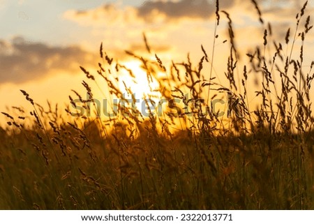 Similar – Image, Stock Photo Stalks and grasses in the wind in autumn at the wheel of a field behind the dike in Bensersiel at the coast of the North Sea near Esens in East Frisia in Lower Saxony