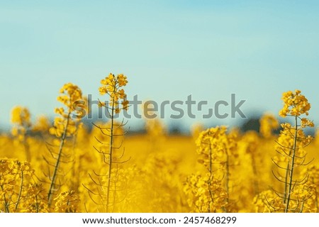 Similar – Image, Stock Photo Macro flower yellow flower bright yellow