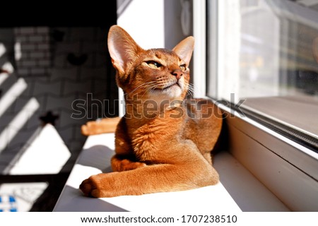 
Abyssinian cat lies on the windowsill and looks at the sun Foto stock © 