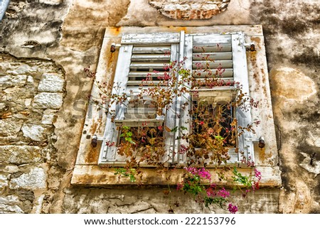 Typical istrian architecture: walls, houses, windows, stones and streets of Porec in Croatia and geranium in fuchsia