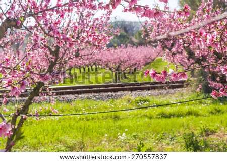 railroad tracks along the arrival of spring in the blossoming of peach blossoms on trees planted in rows: according to traditional agriculture these trees have been treated with wide range fungicides