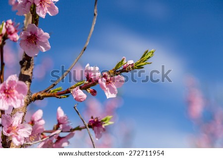 The arrival of spring in a bee and  the blossoming of peach blossoms on trees: according to traditional agriculture these trees have been treated with strong fungicides