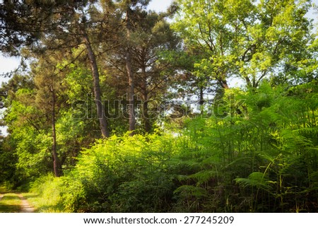 Ferns  in the Pialassa della Baiona brackish lagoon near Marina Romea along the  Adriatic seaside in Ravenna (Italy)