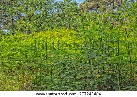 Ferns  in the Pialassa della Baiona brackish lagoon near Marina Romea along the  Adriatic seaside in Ravenna (Italy)