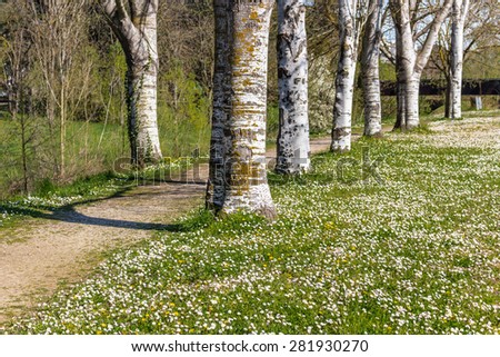 the dreamy vibrancy of one of the first days of Spring in a country road bordered by white birch trees next to a garden of daisies and dandelions