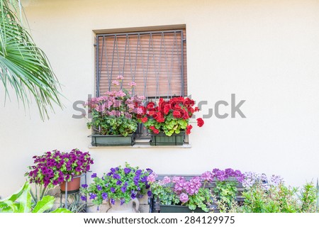 window with iron grating and flower pots: red and pink geranium, fuchsia and purple petunias