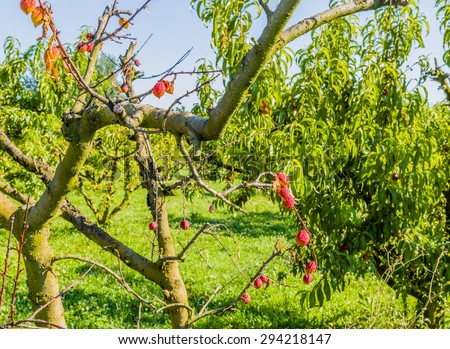 agricuture troubles - dried fruits on dying peach tree without leaves among healthy ones in Italian country