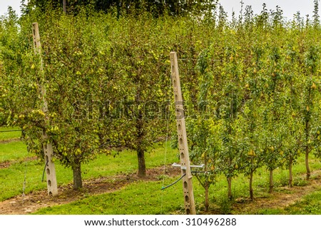 rows of pear trees grown according to the principles of modern agriculture in the countryside of Emilia Romagna in Italy