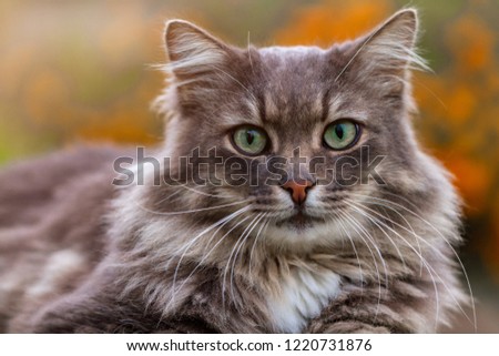 Similar – Image, Stock Photo Striped fluffy cat with green eyes basking in sun