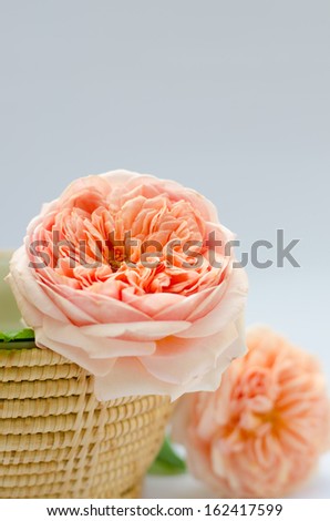 Abraham Darby, pink rose in the basket.