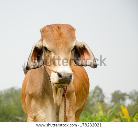Brown cow in the harvested field, rural area Thailand.