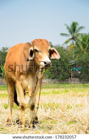 Brown cow in the harvested field, rural area Thailand.