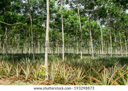 Mixed rubber trees and pineapple garden, southern Thailand.