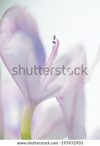 Soft background sweet purple of Water Hyacinth flower.