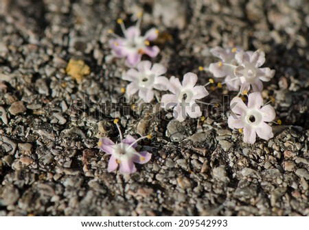 Small purple flowers fell down from teak tree on the road.