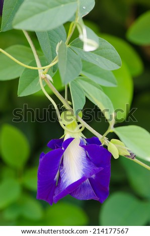 Butterfly pea flower medicinal herbs to treat disease and certain types of food coloring to make purple toxic safe.