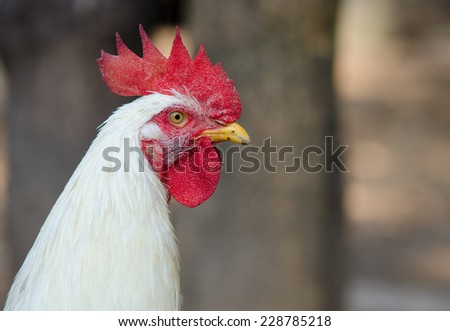 Close up of white hen in the farm