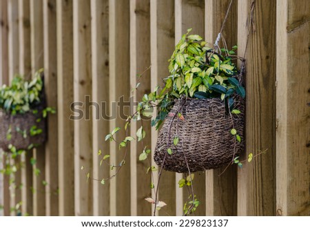 Hanging flowerpot basket with green leaves plant at home