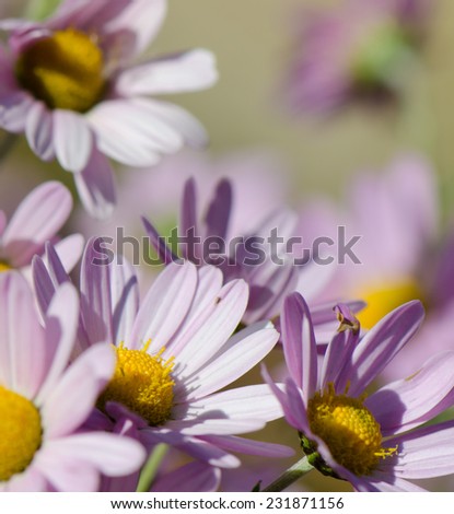 Close up of light purple flowers.