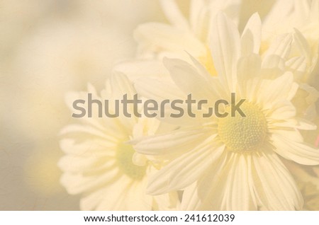 Sweet color soft background of yellow daisy  flower with paper texture.