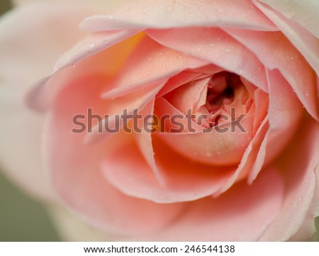 Sweet peach rose, Jubilee Celebration Rose, English Rose, blurred style for soft background.