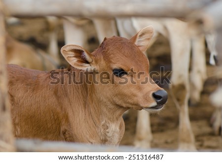 Brown young calf in barn pen.