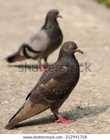 Pigeon standing on the ground, close up.