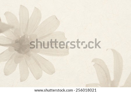 Tree marigold, Mexican tournesol, Mexican sunflower on white paper texture background.