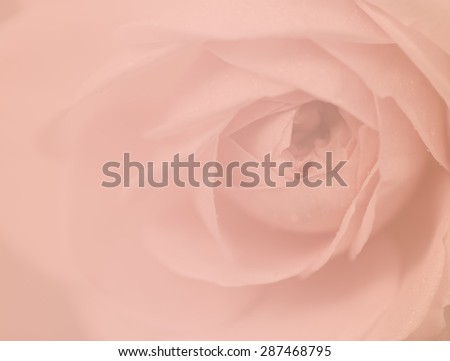 Sweet peach rose, English Rose, blurred style for soft background.