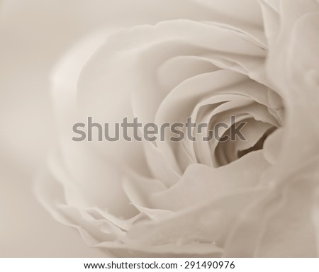 Macro shot of soft rose in black and white, soft background.