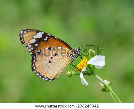 Close up of Plain tiger butterfly collecting nectar on wild flower with green background.