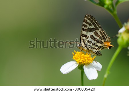 Long-banded Silverline butterfly (Cigaritis lohita) on wild flower, nature background.