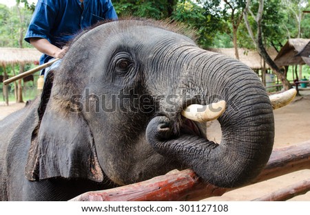 Close up of male elephant with mahout at elephants show.