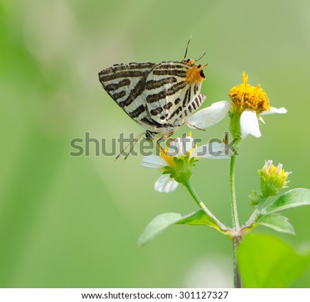 Long-banded Silverline butterfly (Cigaritis lohita) on wild flower with green background.